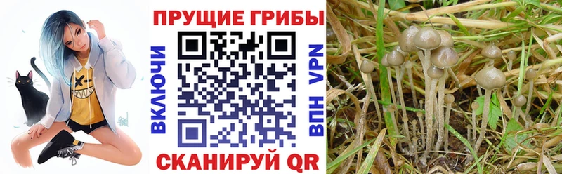 купить наркотик  Бузулук  Псилоцибиновые грибы ЛСД 